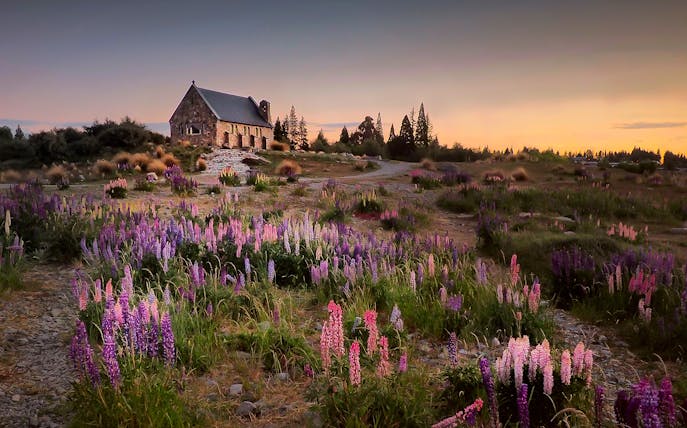Church of the Good Shepherd surrounded by lupins at Lake Tekapo, New Zealand, during sunset.