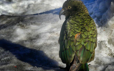 Kea parrot on snowy ground during Mt Cook tour from Christchurch.