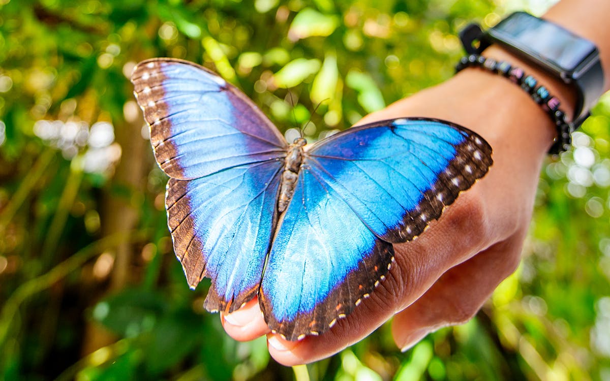 tickets to al noor island with optional butterfly house access & lunch-8 tickets to al noor island with optional butterfly house access & lunch-8