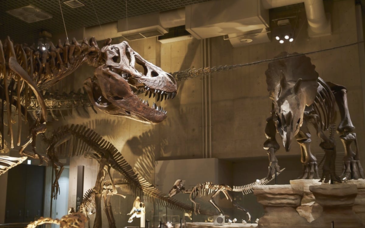 entry tickets to national museum of nature and science in tokyo-9 entry tickets to national museum of nature and science in tokyo-9