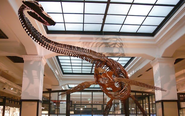 Dinosaur skeleton exhibit at National Museum of Nature and Science, Tokyo.