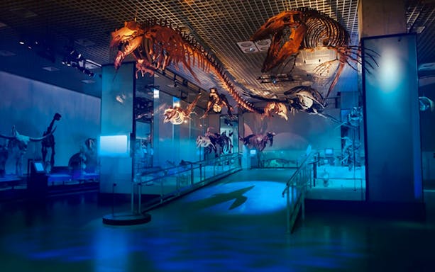 Dinosaur skeletons displayed at the National Museum of Nature and Science in Tokyo.