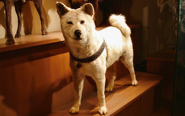 Taxidermy display of a dog at the National Museum of Nature and Science, Tokyo.