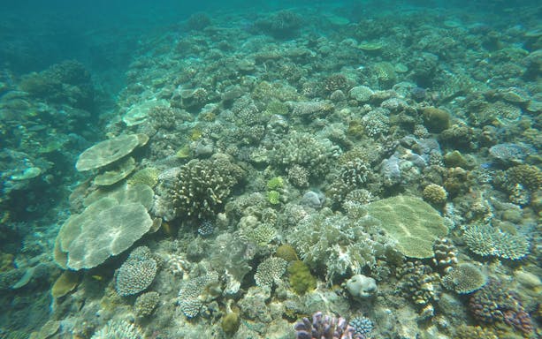 Coral reef underwater at Minna Island during day trip with lunch.