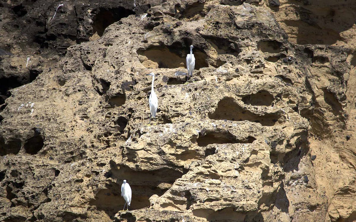 marine birdwatching boat tour at são miguel azores islands-8 marine birdwatching boat tour at são miguel azores islands-8
