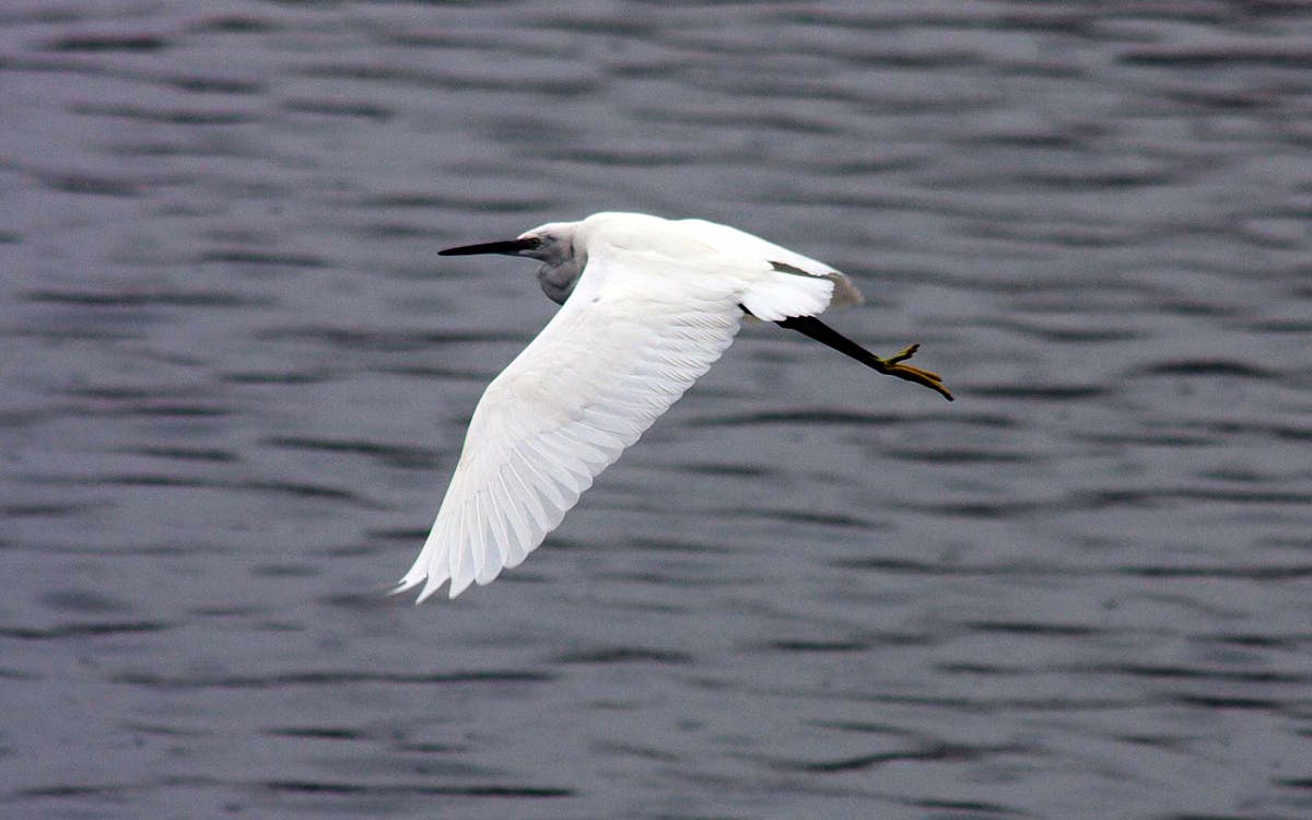 marine birdwatching boat tour at são miguel azores islands-4 marine birdwatching boat tour at são miguel azores islands-4