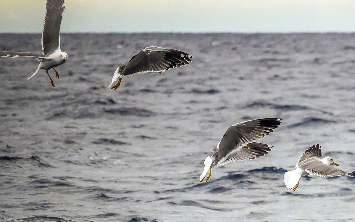 marine birdwatching boat tour at são miguel azores islands-2 marine birdwatching boat tour at são miguel azores islands-2