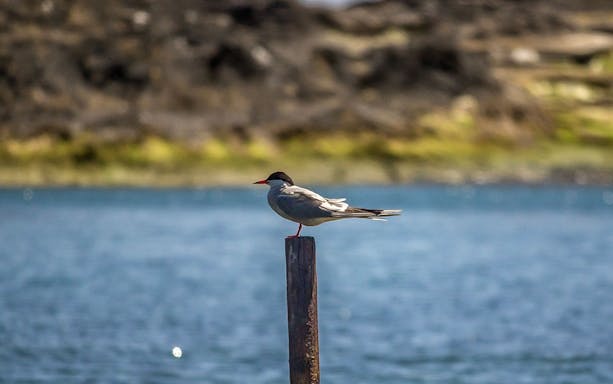 Seabird perched on a post at Islet of Vila Franca do Campo nature reserve.