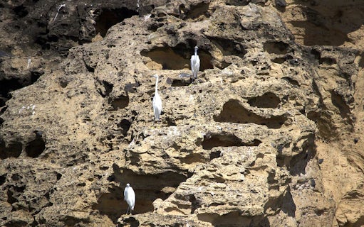 Egrets perched on rocky cliffs at Islet of Vila Franca do Campo Nature Reserve.