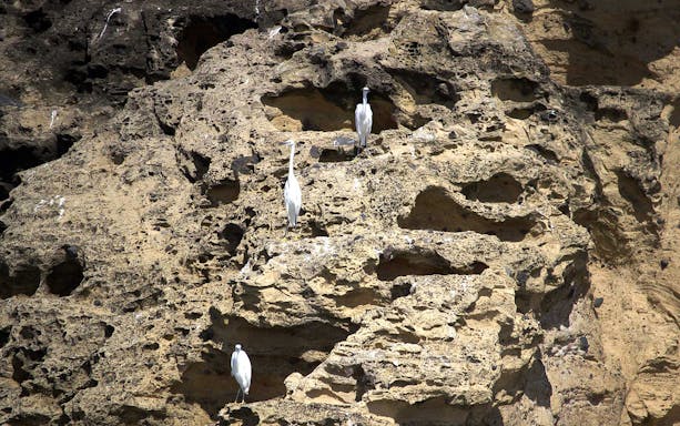 Egrets perched on rocky cliffs at Islet of Vila Franca do Campo Nature Reserve.