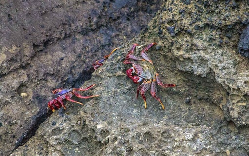 Colorful crabs on rocky surface at Islet of Vila Franca do Campo Nature Reserve.