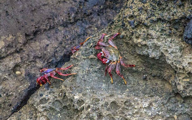Colorful crabs on rocky surface at Islet of Vila Franca do Campo Nature Reserve.