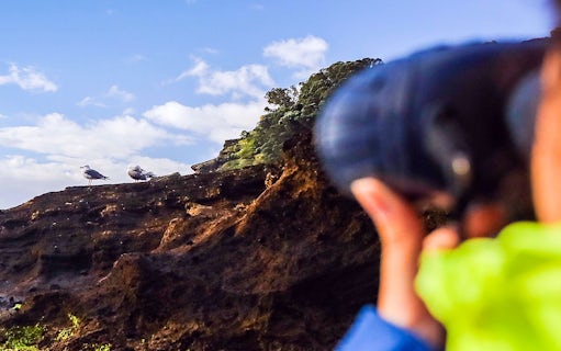 Person observing seagulls on rocky terrain at Islet of Vila Franca do Campo Nature Reserve.