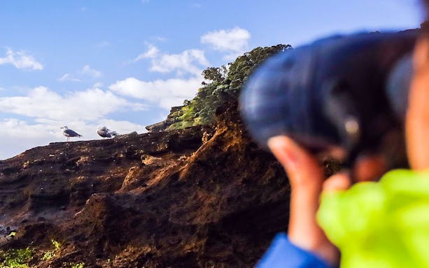Person observing seagulls on rocky terrain at Islet of Vila Franca do Campo Nature Reserve.