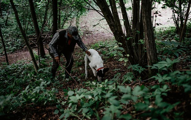 Man and dog searching for truffles in a forest during a private hunt experience.