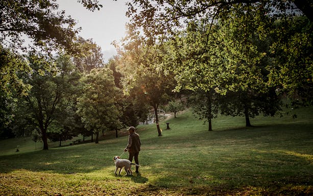 Person with a dog in a sunlit forest during a truffle hunt experience.