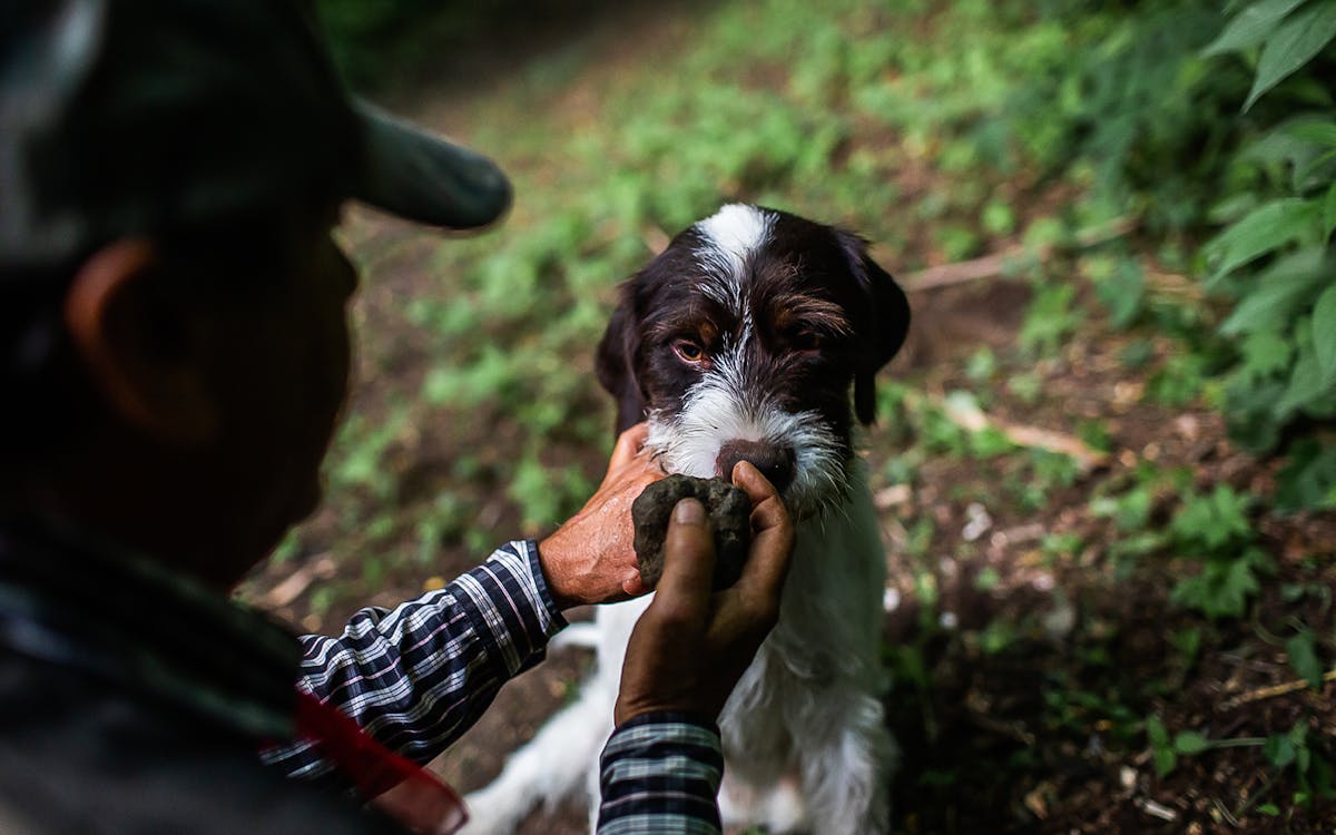 truffle hunt: private experience with a local family-6 truffle hunt: private experience with a local family-6
