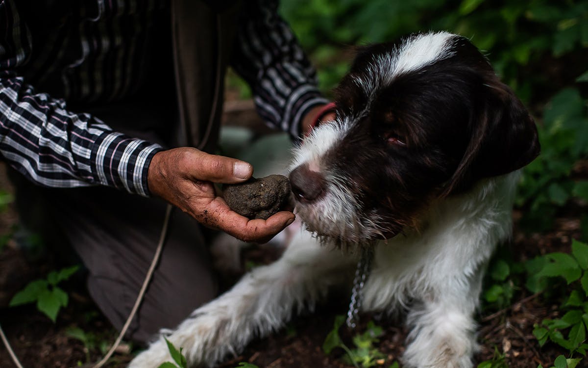 truffle hunt: private experience with a local family-11 truffle hunt: private experience with a local family-11