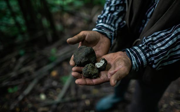 Hands holding freshly unearthed truffles during a private truffle hunt experience.