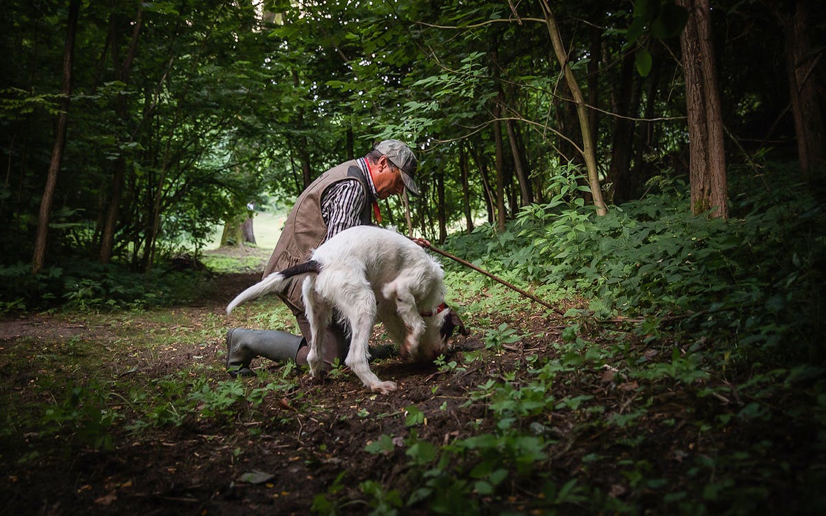 truffle hunt: private experience with a local family-12 truffle hunt: private experience with a local family-12