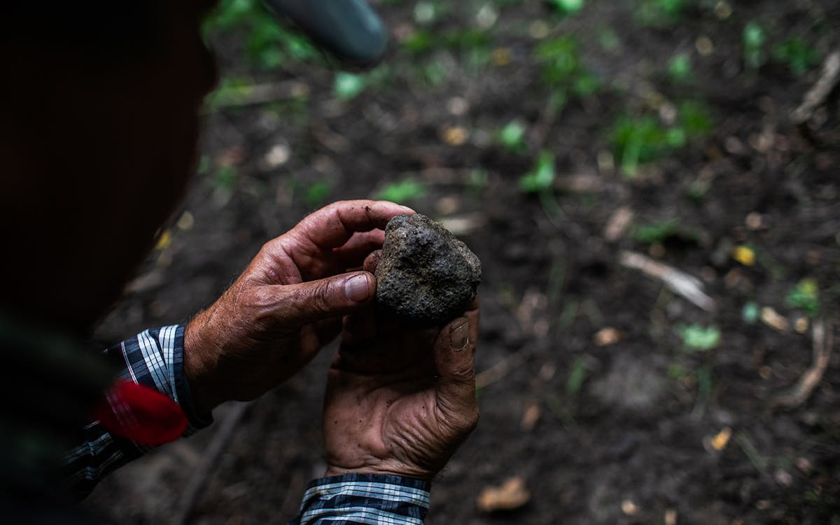 truffle hunt: private experience with a local family-7 truffle hunt: private experience with a local family-7