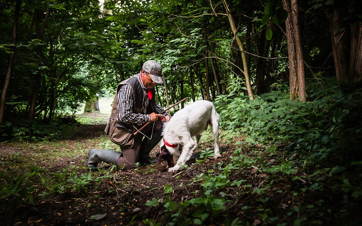 truffle hunt: private experience with a local family-13 truffle hunt: private experience with a local family-13