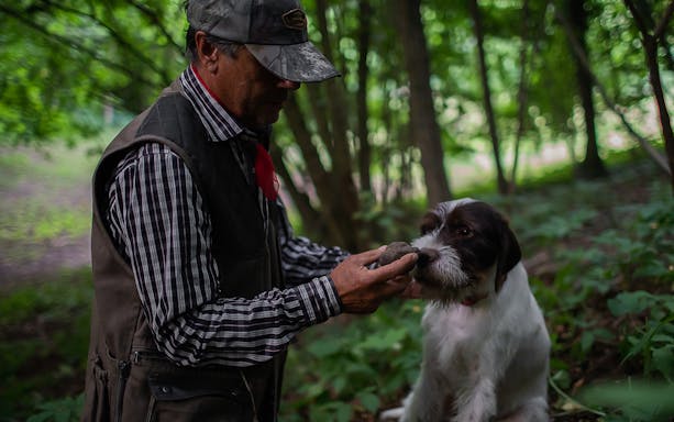 Man showing truffle to dog during a truffle hunt in a forest.
