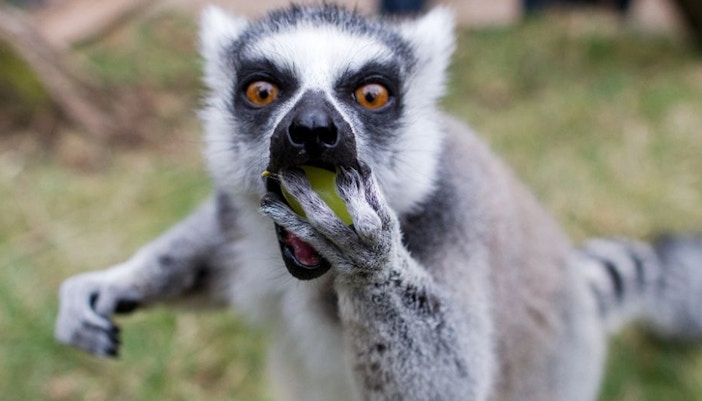 Zoológico de Praga - espécies da Indonésia - entrada zoológico