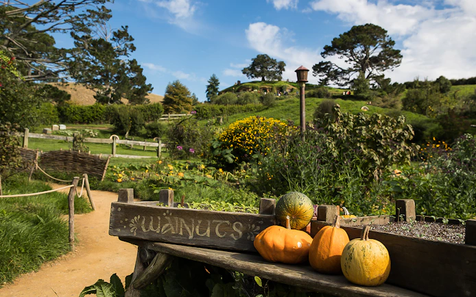 Hobbiton Movie Set garden with pumpkins and lush greenery, seen on a tour from Rotorua.