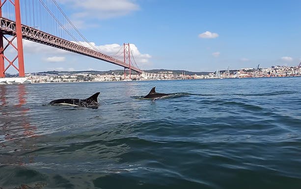 Dolphins swimming near the 25 de Abril Bridge in Lisbon.