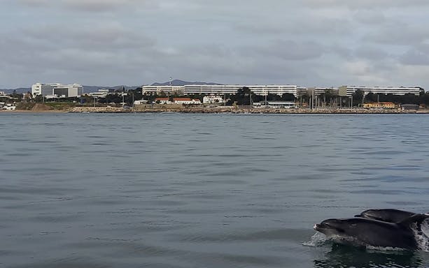 Dolphins swimming near a boat with Lisbon cityscape in the background.