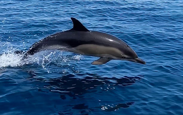 Dolphin leaping from the water during a boat tour in Lisbon.