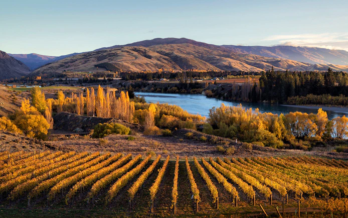 Vineyard landscape near Queenstown with autumn foliage and river.
