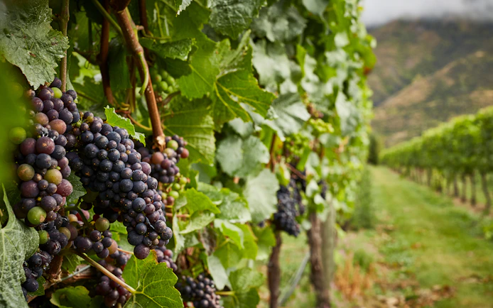 Vineyard with ripe grapes on a Gourmet Food and Wine Tour from Queenstown.