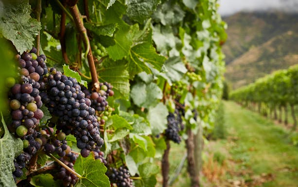 Vineyard with ripe grapes on a Gourmet Food and Wine Tour from Queenstown.