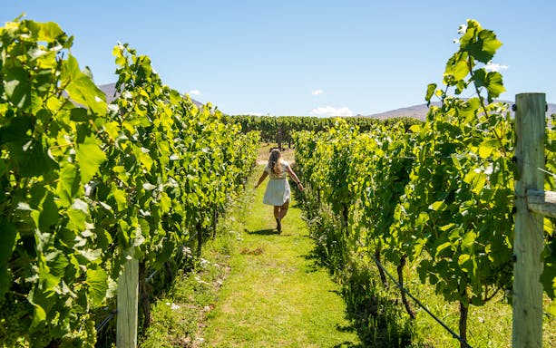 Person walking through vineyard on Wanaka wine tour, New Zealand.