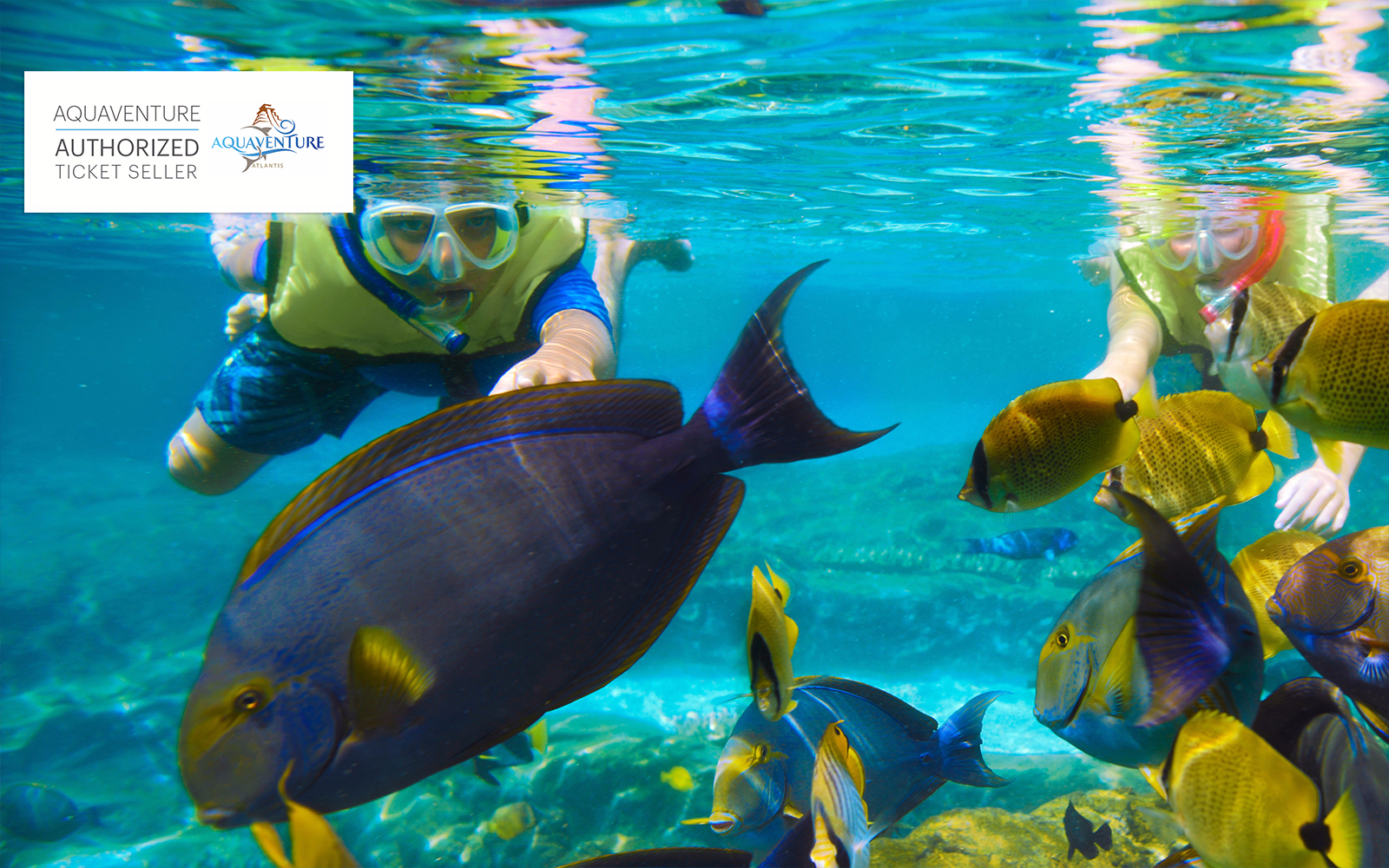 Lost Chambers Aquarium