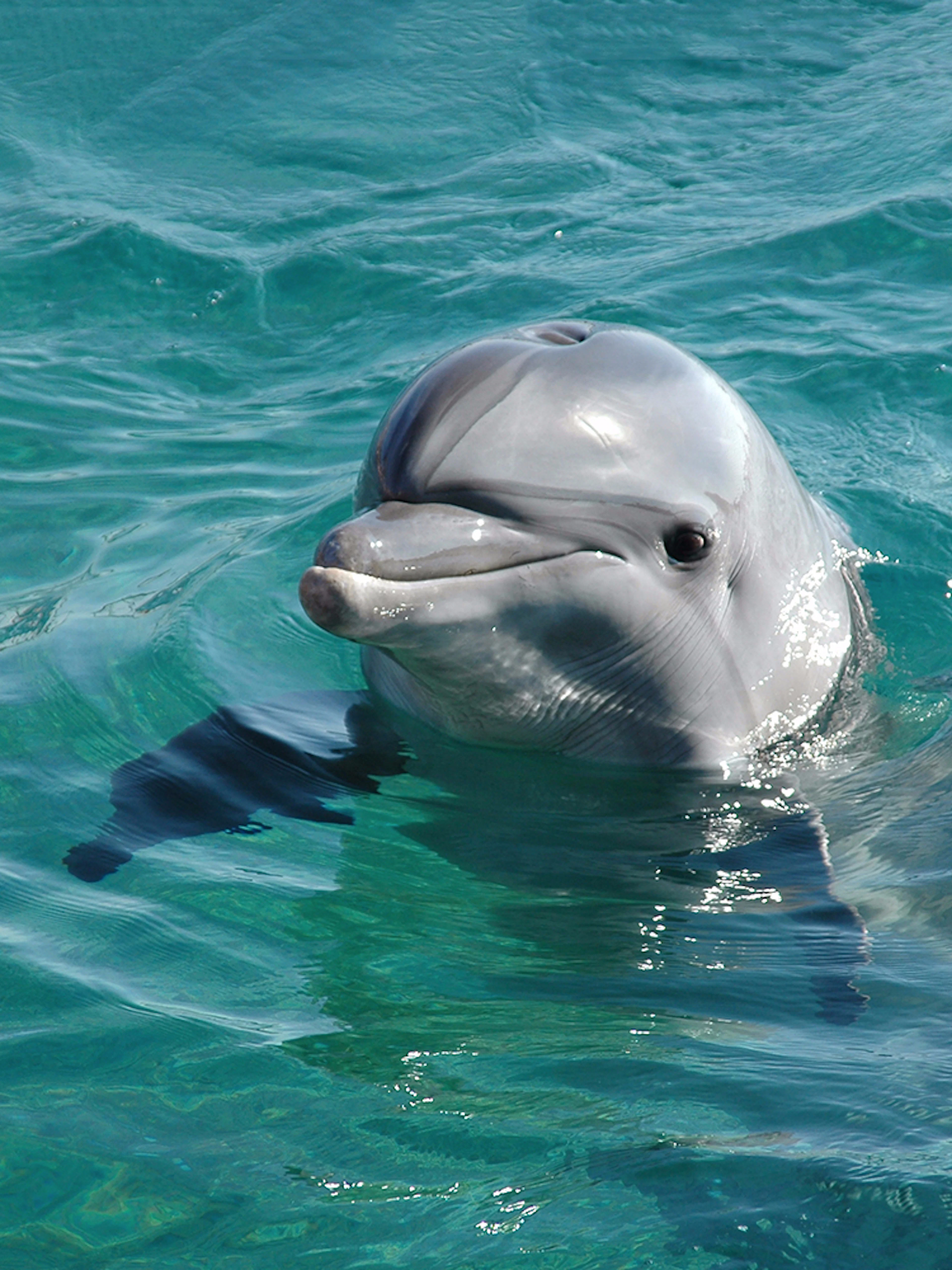 Dolphin swimming in clear blue water at Aquaventure.