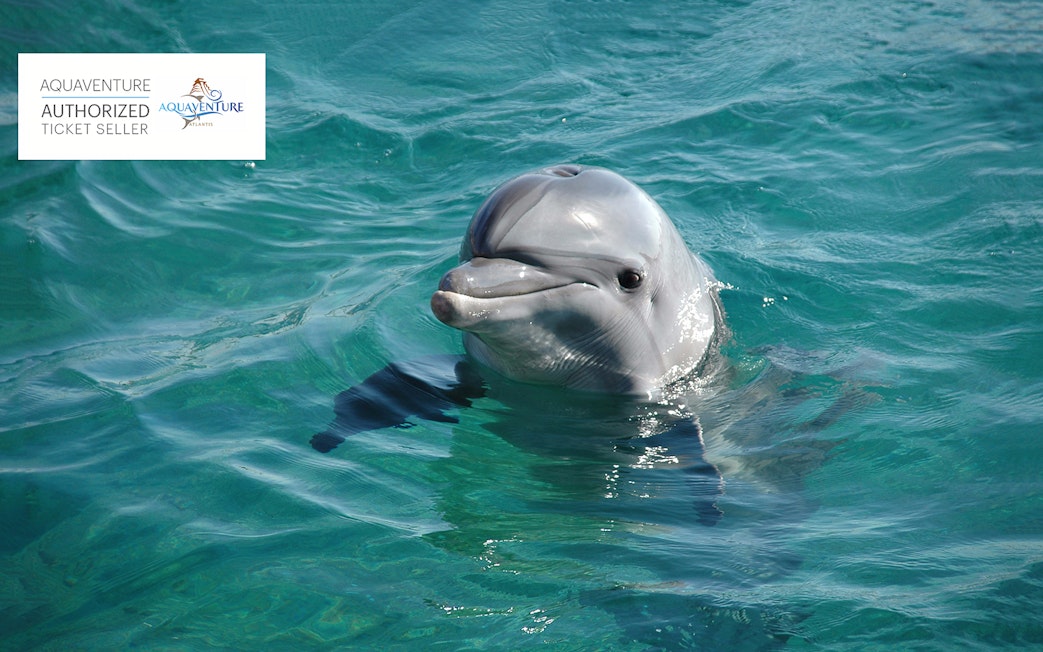 Dolphin swimming in clear blue water at Aquaventure.