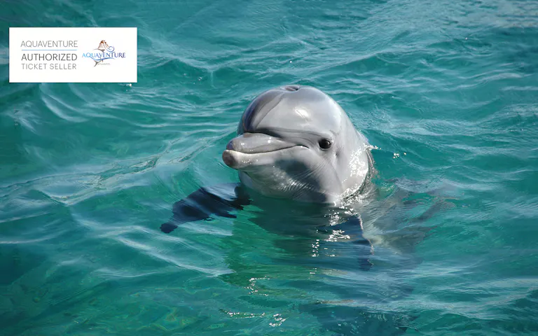 Atlas Village Atlantis Dolphin Meet & Greet