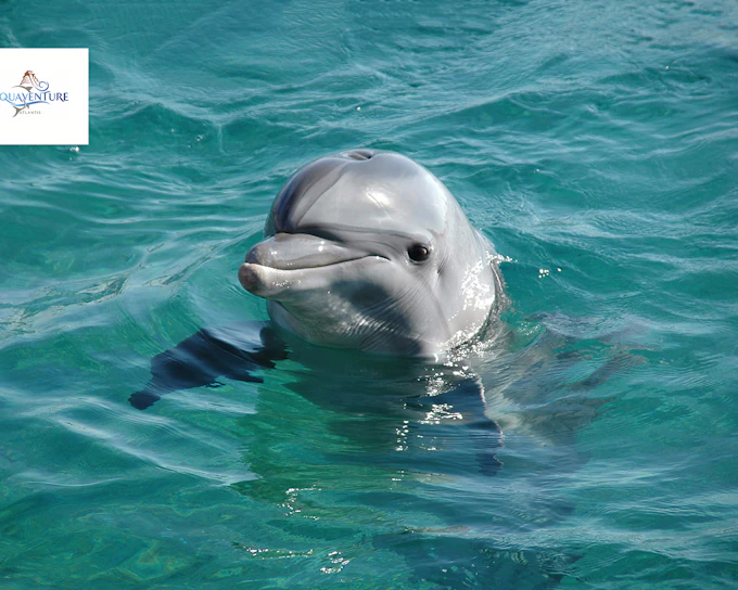 Atlas Village: Atlantis Dolphin Meet & Greet