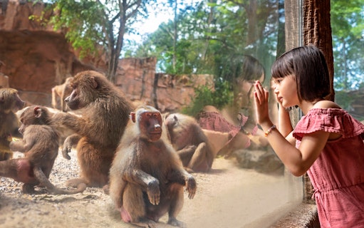 Child observing baboons through glass at Mandai Wildlife Reserve.