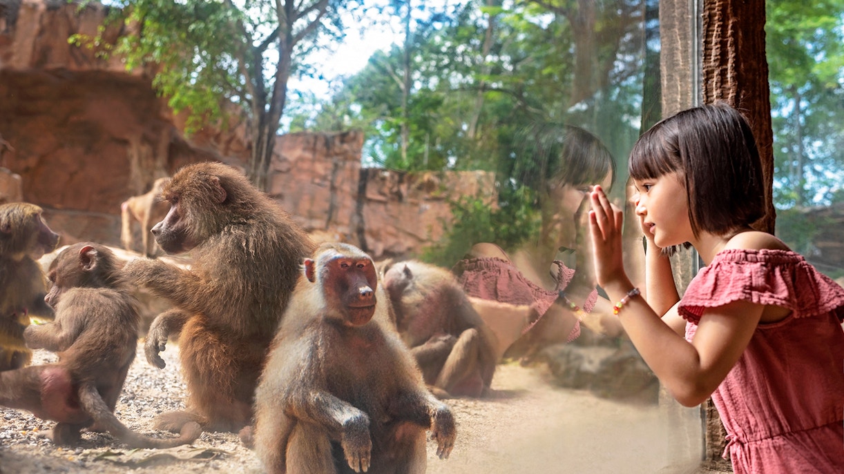 Mandai Wildlife Reserve