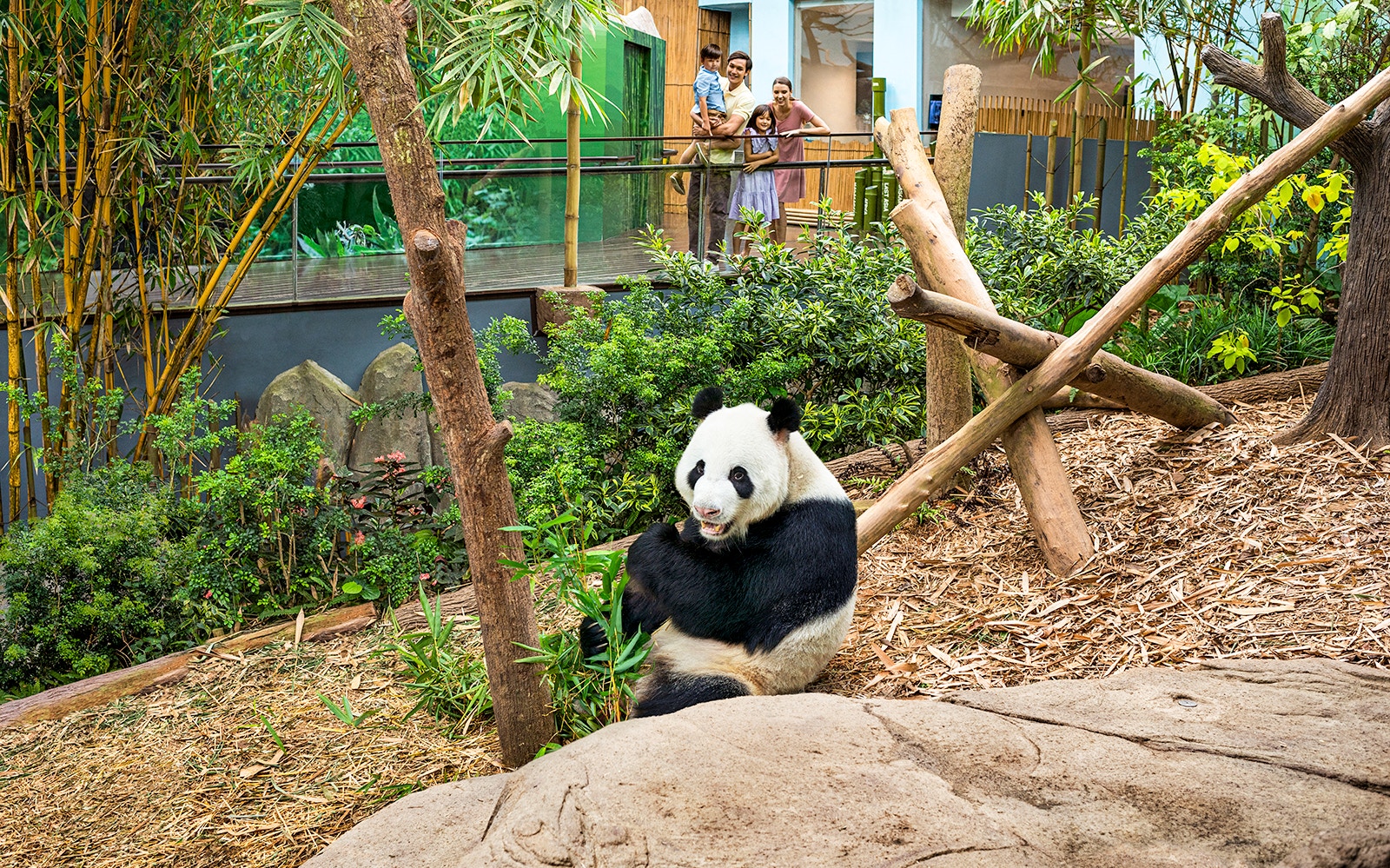 Panda eating bamboo at Mandai Wildlife Reserve with visitors observing in the background.