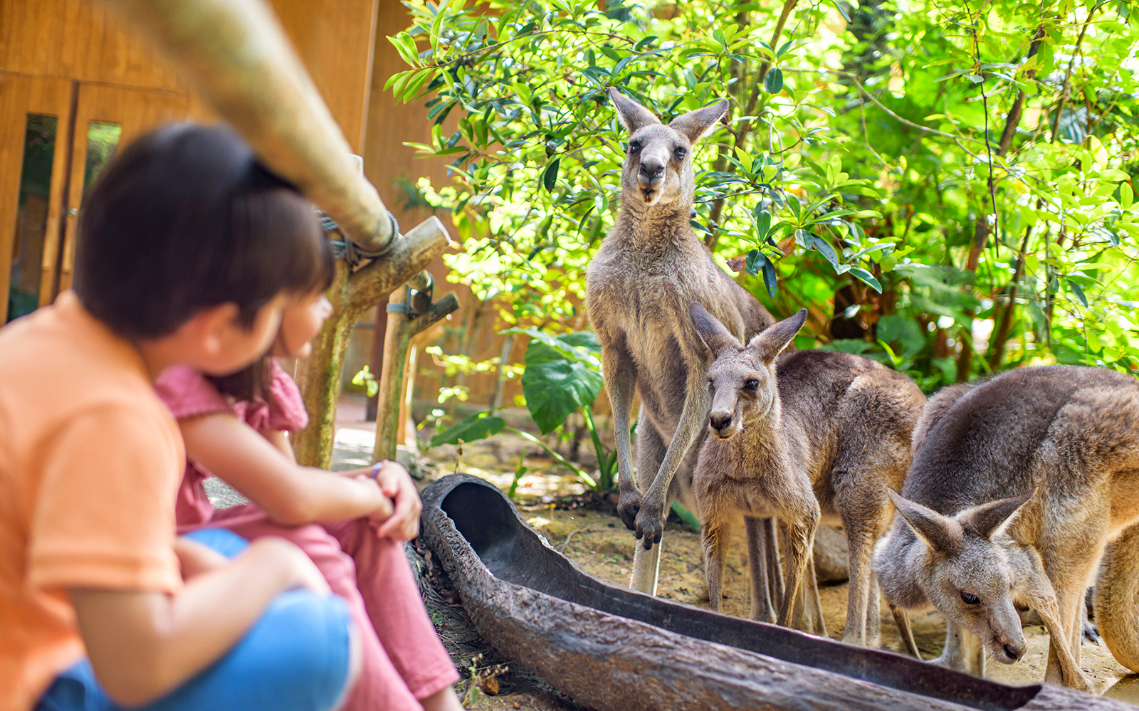 Book Mandai Wildlife Reserve 3-Park Entry Tickets