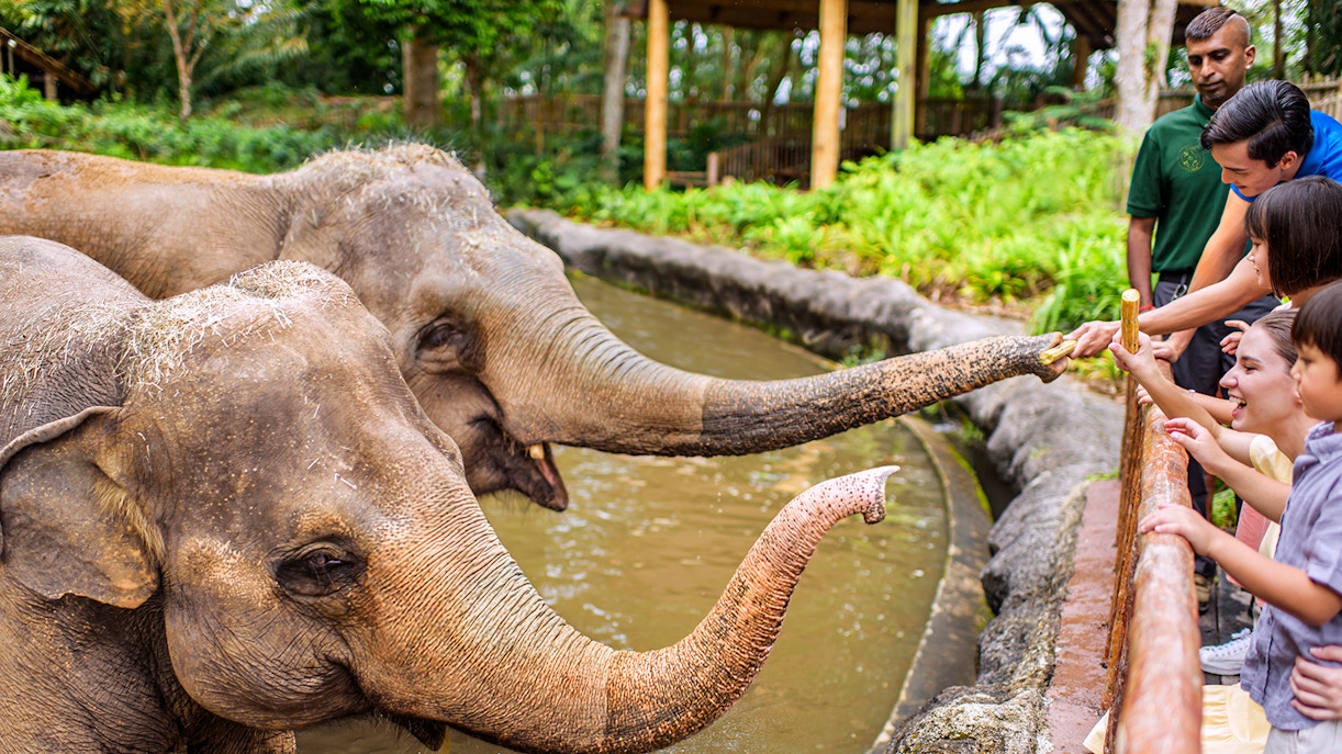 Elephants interacting with visitors at Mandai Wildlife Reserve.