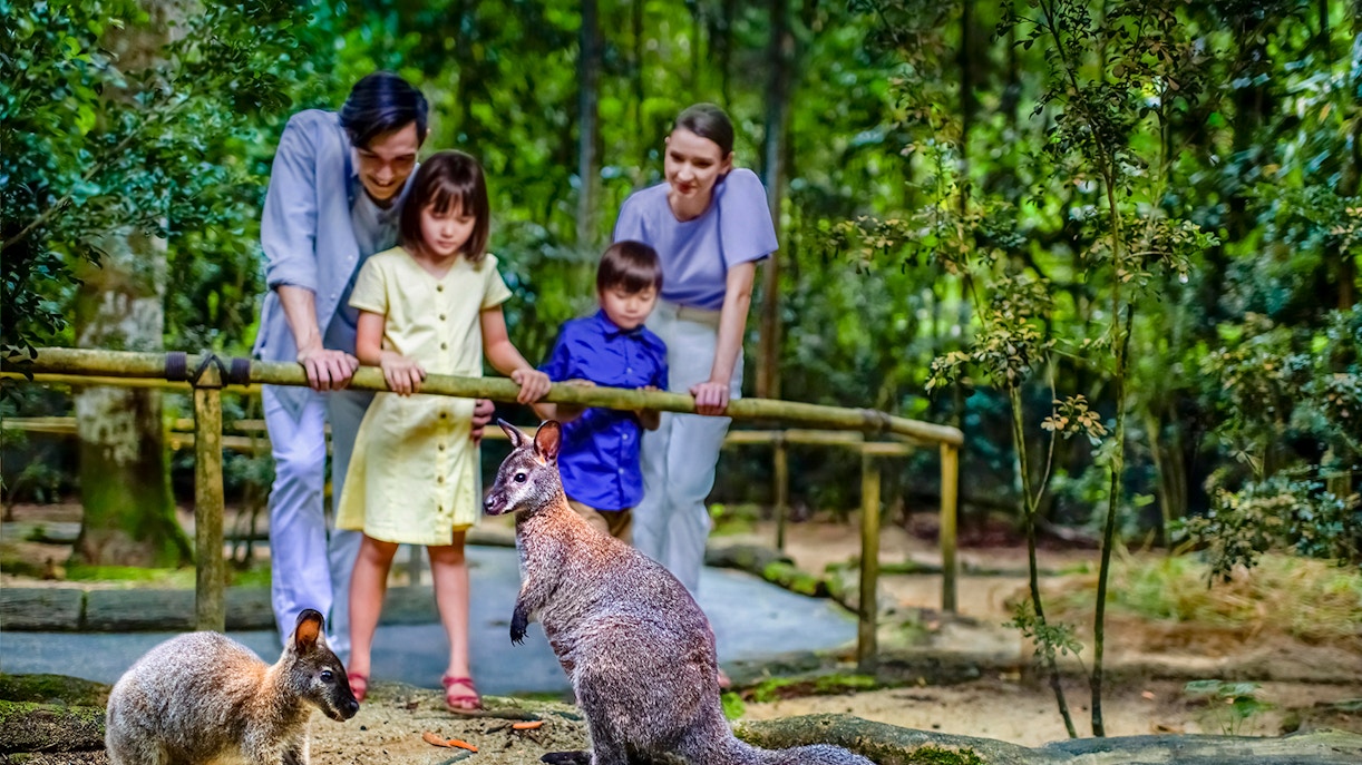 Family observing kangaroos at Mandai Wildlife Reserve.