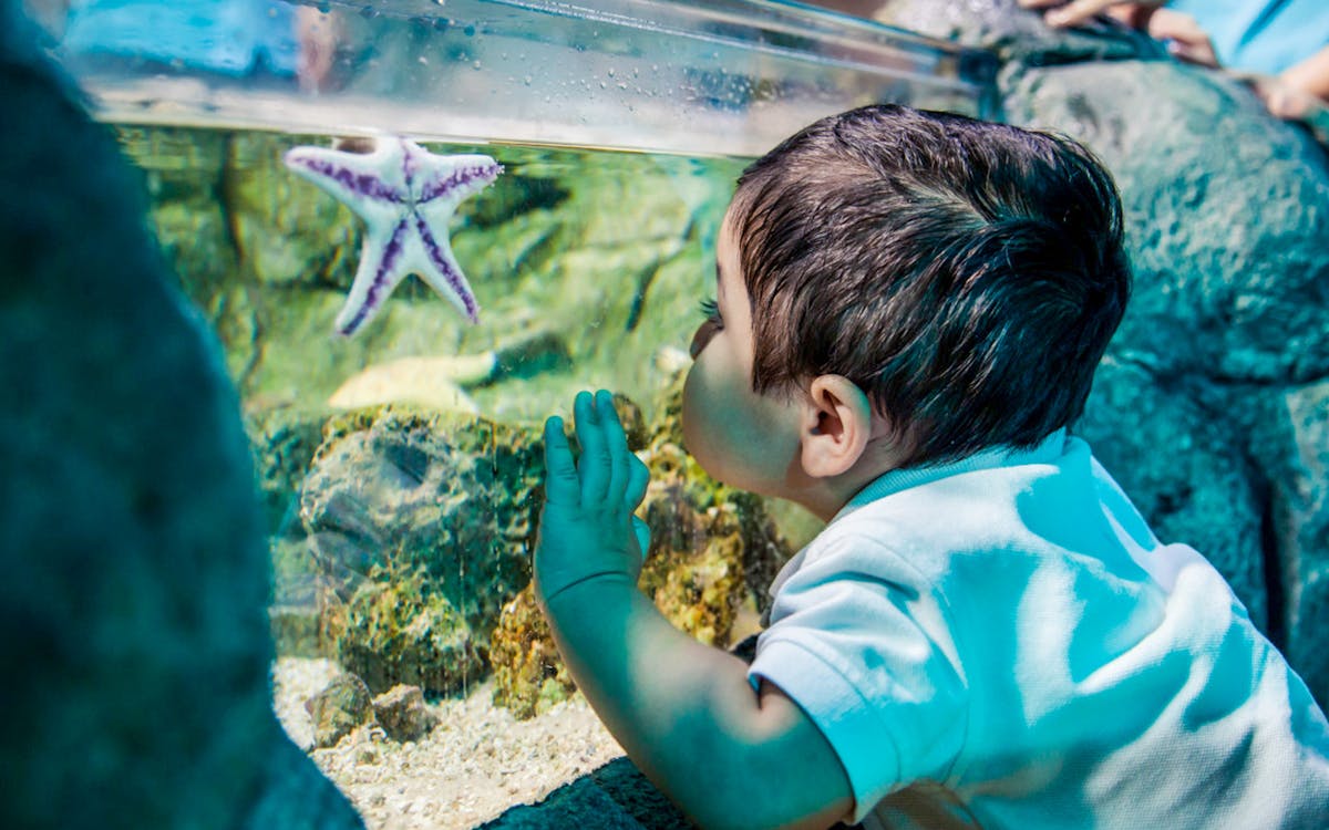 sea life 1-day pass in legoland® malaysia-11 sea life 1-day pass in legoland® malaysia-11