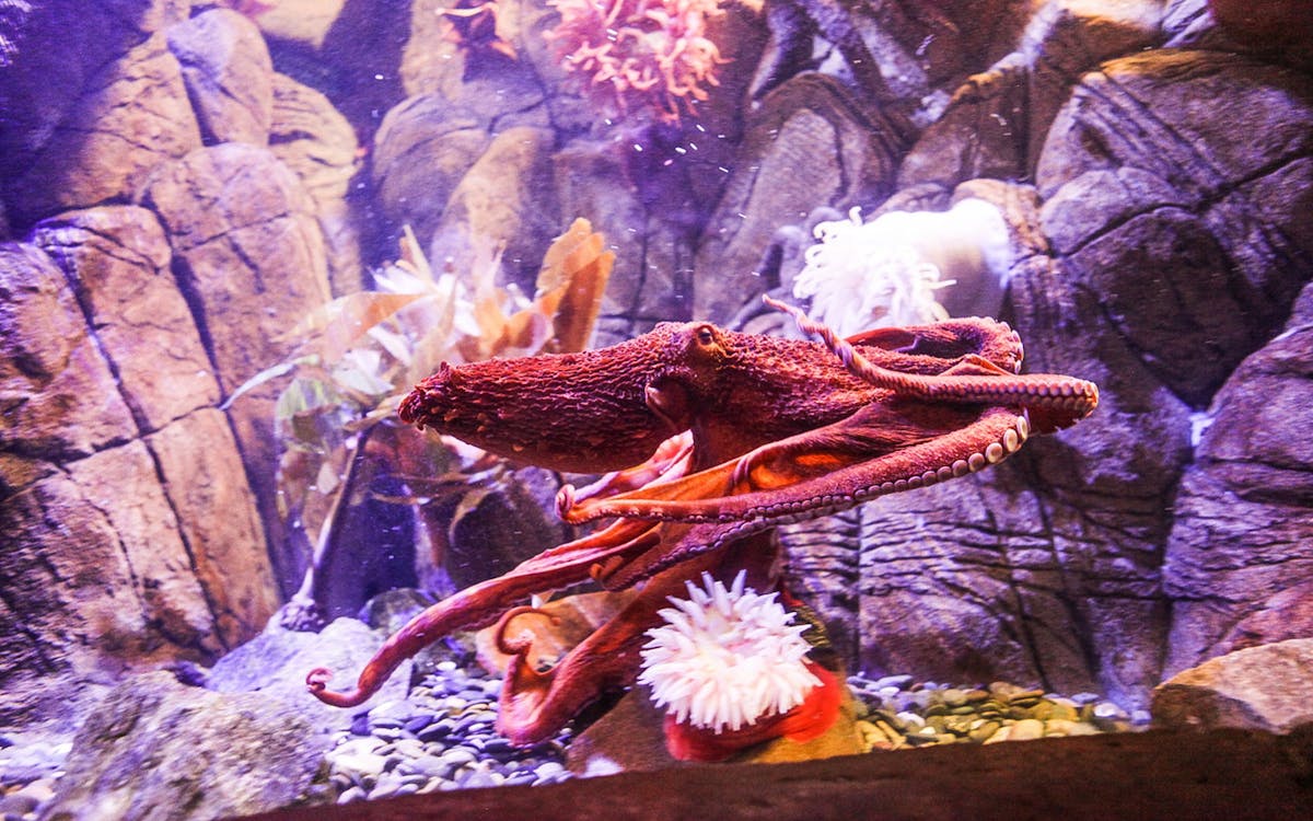 sea life 1-day pass in legoland® malaysia-19 sea life 1-day pass in legoland® malaysia-19