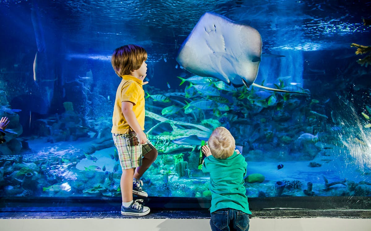 sea life 1-day pass in legoland® malaysia-5 sea life 1-day pass in legoland® malaysia-5